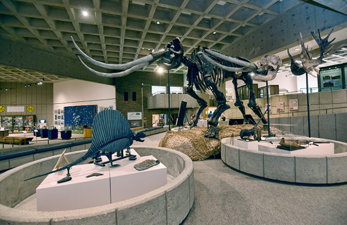 Grave Creek Archaeological Complex exhibit featuring a Stegodon and other fossils.